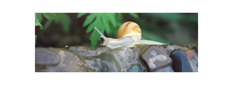 Koperdraad: De oplossing tegen slakken in de tuin